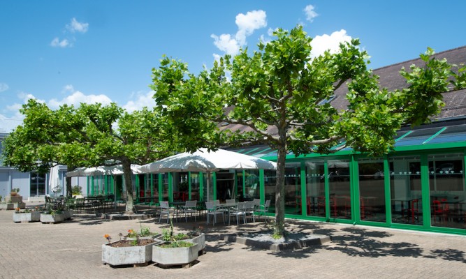 Terrasse Platanes